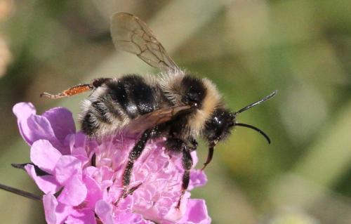 Bombus sp.